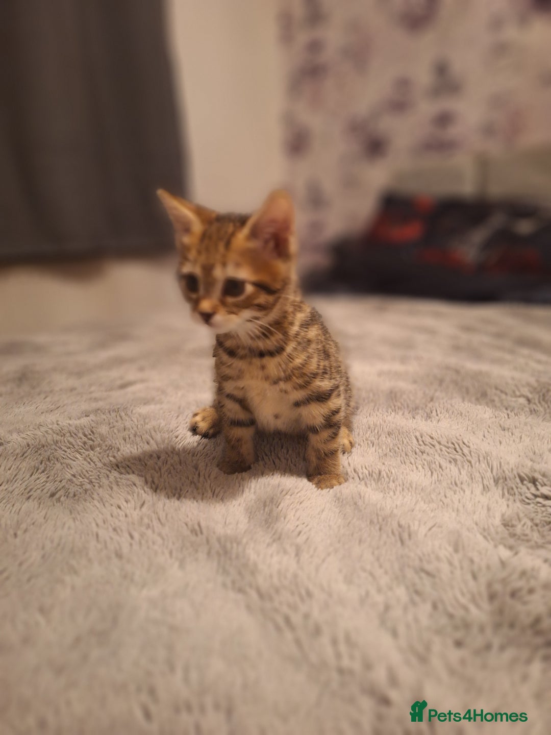 Maine Coon cats for sale: Maincoon bengal Cross kittens - Advert 4