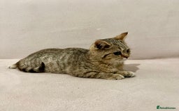 British Shorthair cats for sale: Charming pure BSH kitten - Image 6