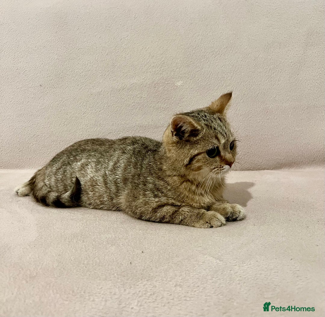 British Shorthair cats for sale: Charming pure BSH kitten - Image 6