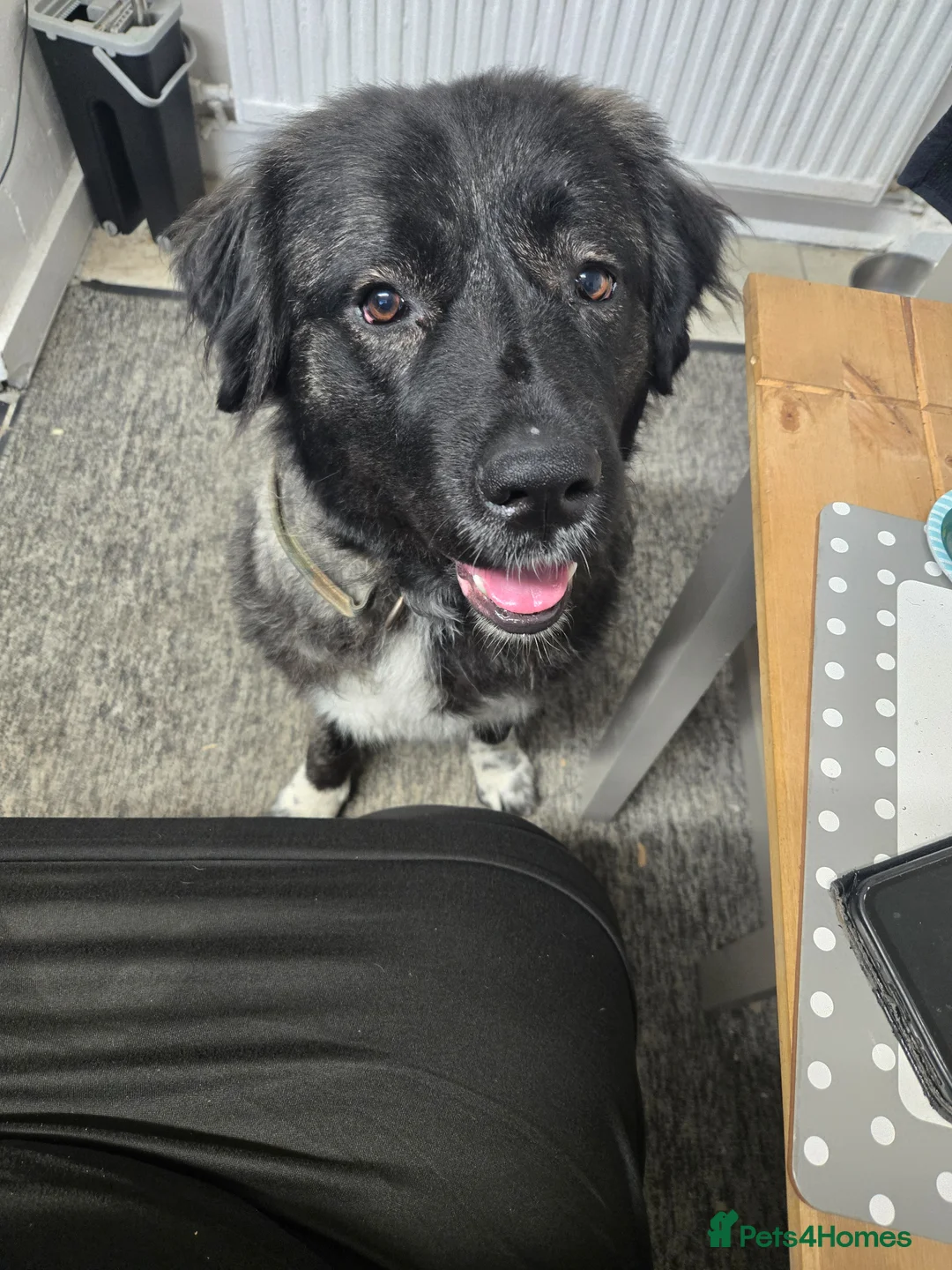 Caucasian Shepherd Dog dogs for sale: **Caucasian shep bitch** - Advert 5