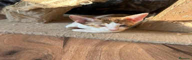 Kisi
