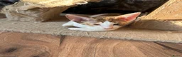 Mixed Breed cats for sale: Crossed Peterbald  - Advert 21