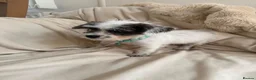 Shih Tzu dogs for sale: Shih tzu  in Exeter - Advert 4