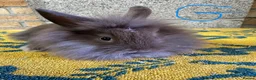 Lionhead rabbits for sale: Lionhead Rabbits For Sale  - Advert 1