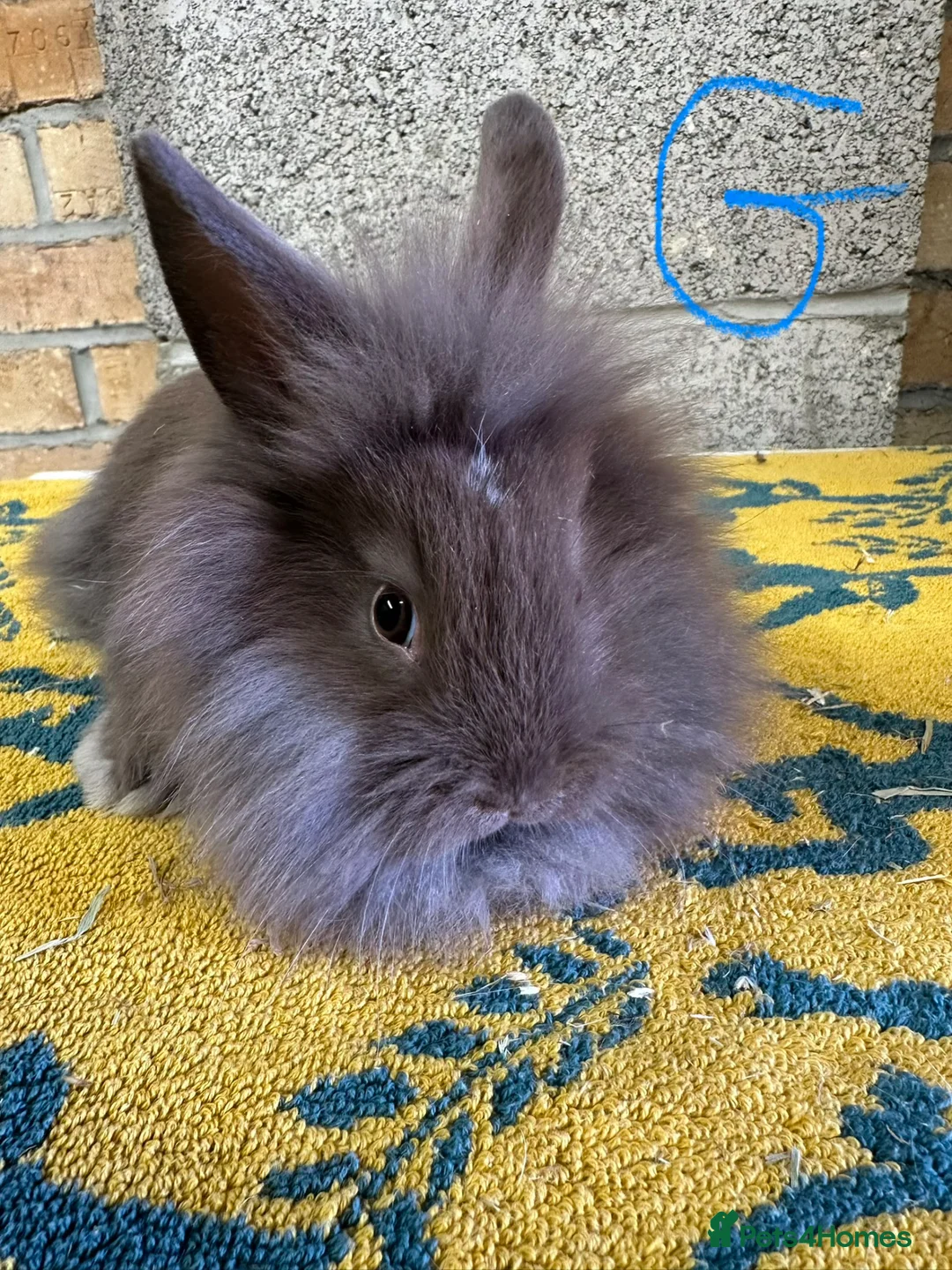 Lionhead rabbits for sale: Lionhead Rabbits For Sale  - Advert 1