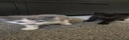 Nebelung cats for sale: 2 gorgeous nebelung kittens - Advert 6