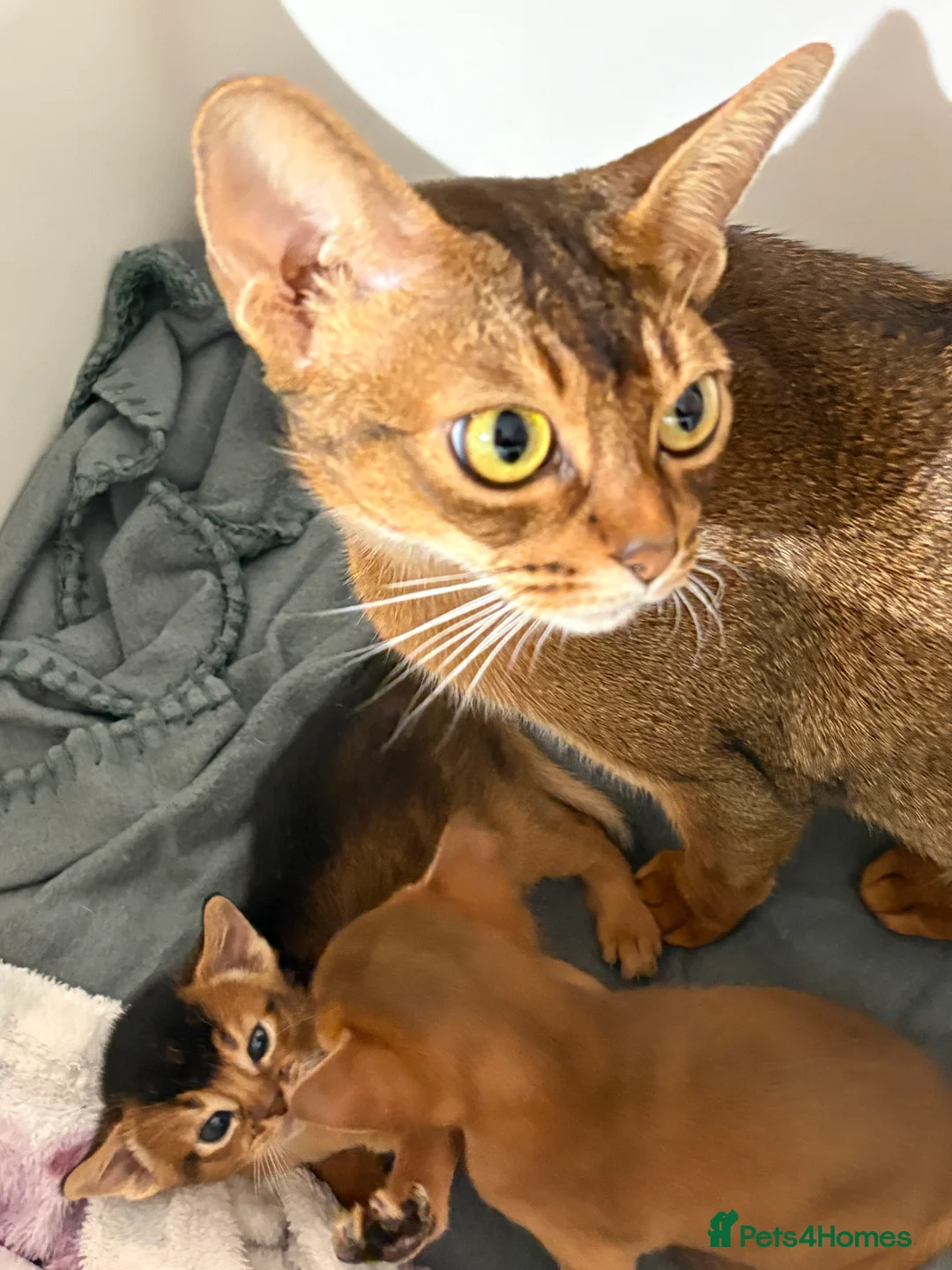 Abyssinian cats for sale: Abyssinian champion line kittens🏆 - Advert 16