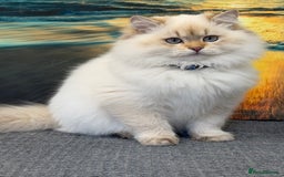 British Longhair cats for sale: British longhair golden point TICA  - Advert 8