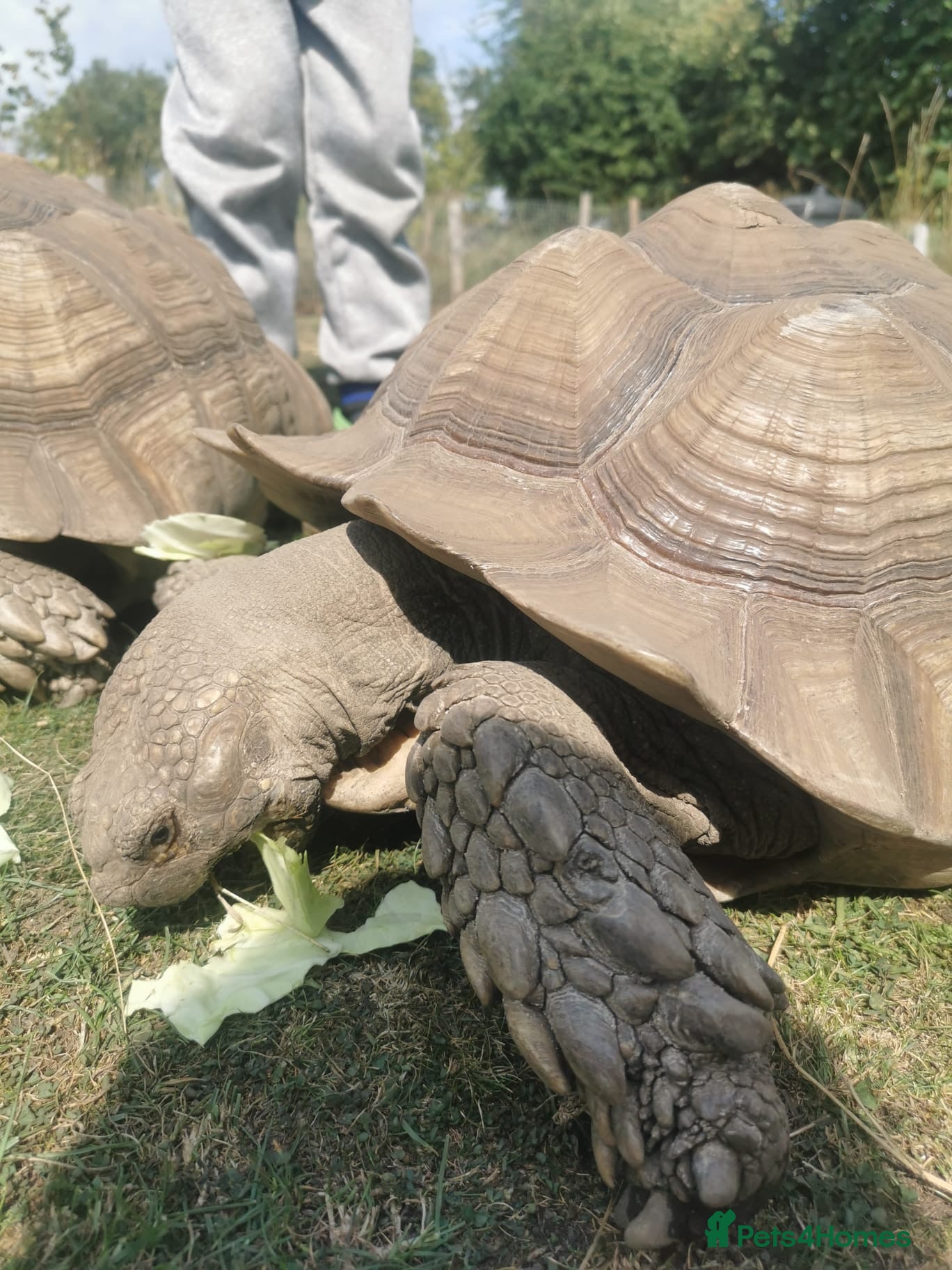 Tortoise reptiles 10 year old male sulcata tortoise  - Advert 2