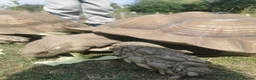 Tortoise reptiles for sale: 10 year old male sulcata tortoise  - Advert 2