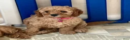 Cavapoo dogs for sale: Outstanding quality, F1b Cavapoo babies - Advert 3