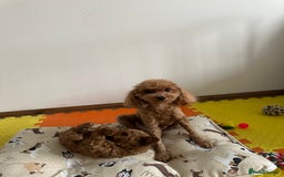 Toy Poodle dogs for sale: Beautiful red Toy Poodle Puppies  - Image 7