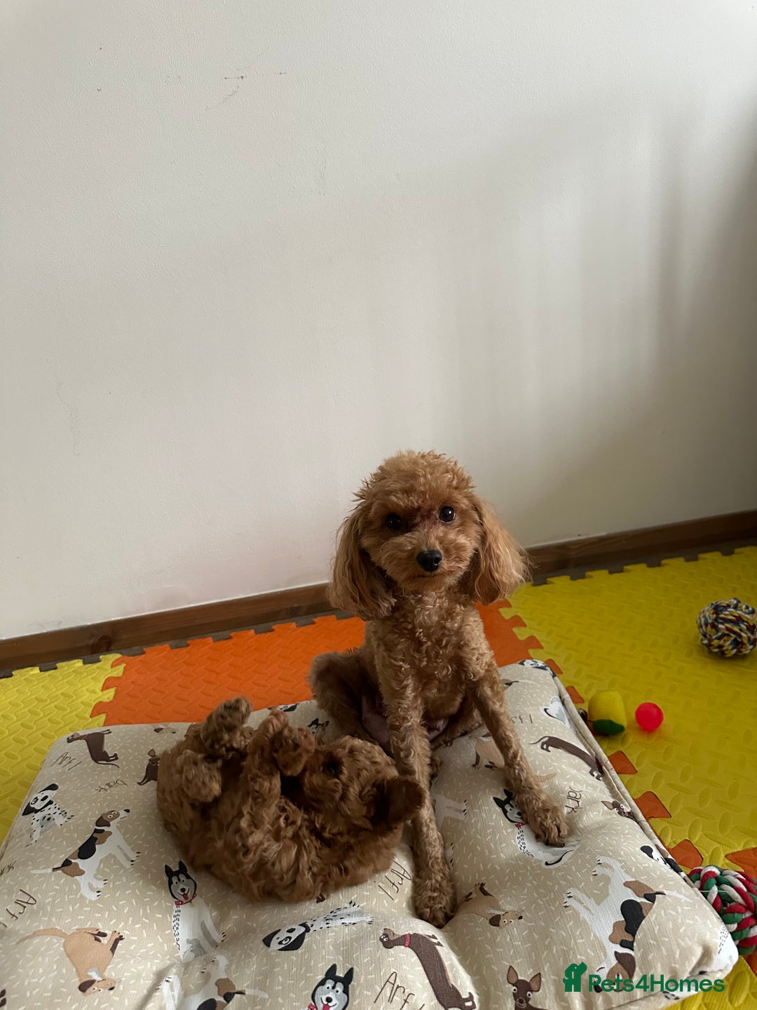 Toy Poodle dogs for sale: Beautiful red Toy Poodle Puppies  - Image 7