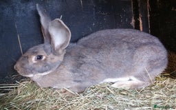 Continental Giant rabbits for sale: Continental Giant Babies  - Vaccinated - RESERVE  - Image 8