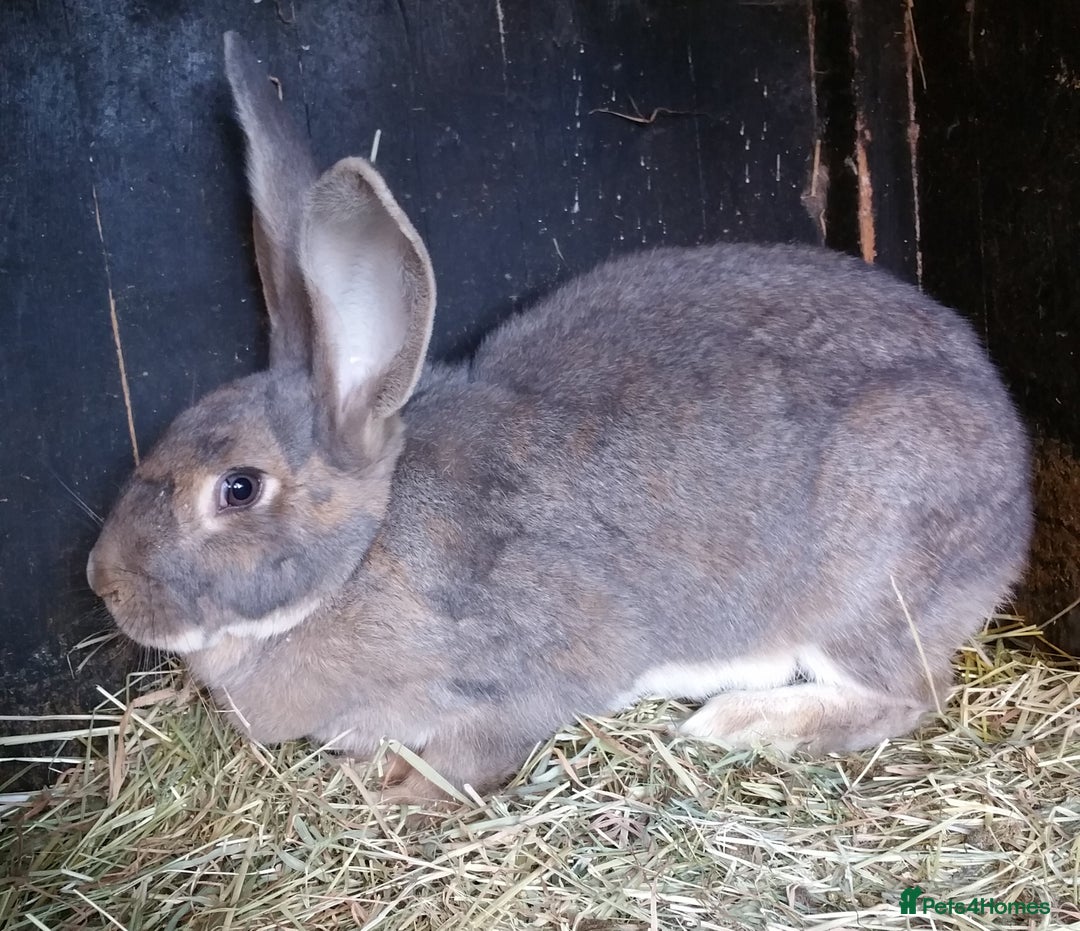 Continental Giant rabbits for sale: Continental Giant Babies  - Vaccinated - RESERVE  - Image 8