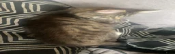 Mixed Breed cats for sale: 5 Beautiful Mixed Breed Kittens 🐾 - Advert 10