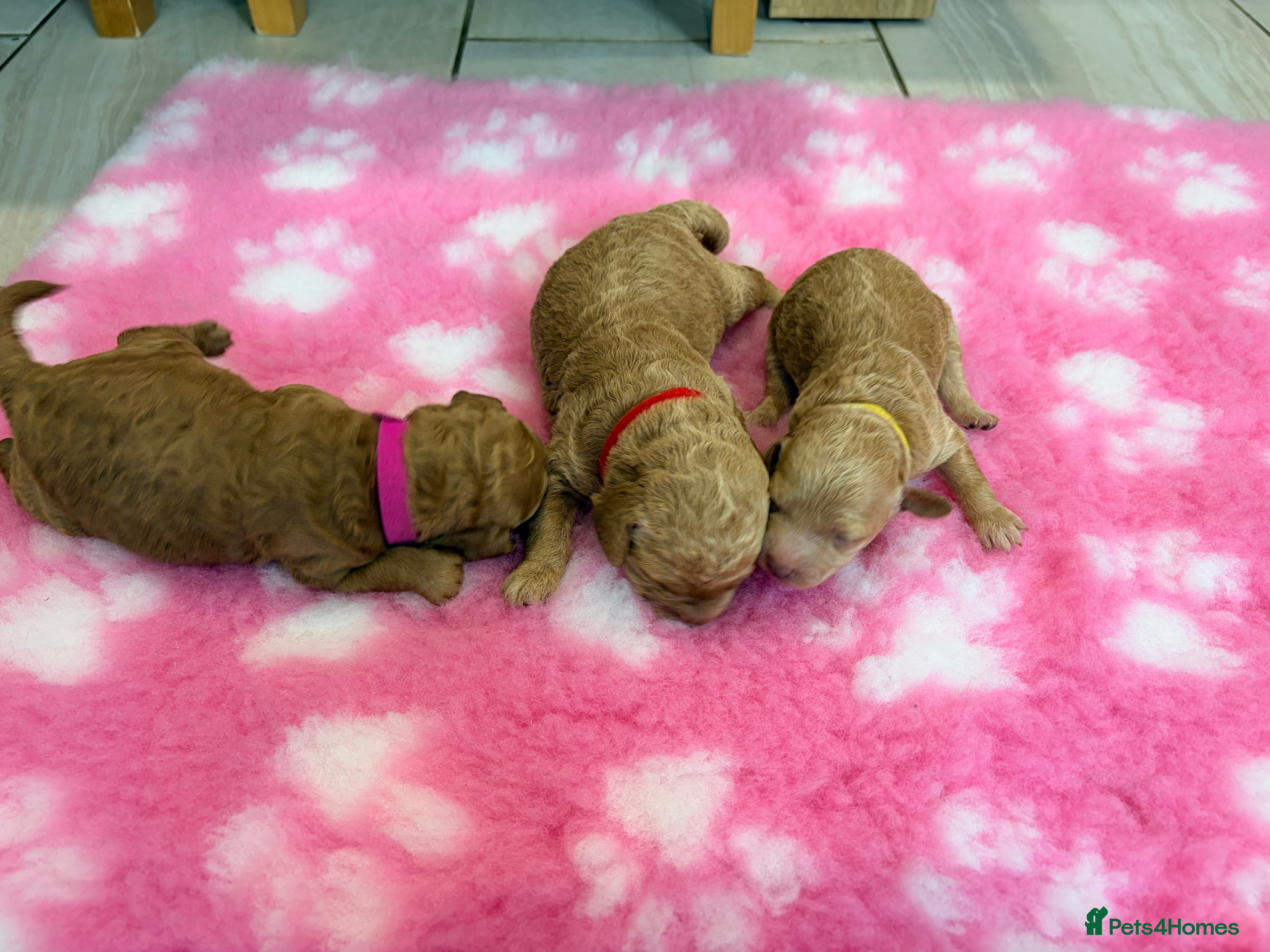 Labradoodle dogs Miniature Labradoodle Puppies for sale  - Advert 2