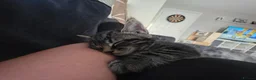 Mixed Breed cats for sale: 3 beautiful babies looking for forever homes - Advert 17