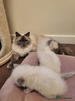 Ragdoll cats - Advert 11