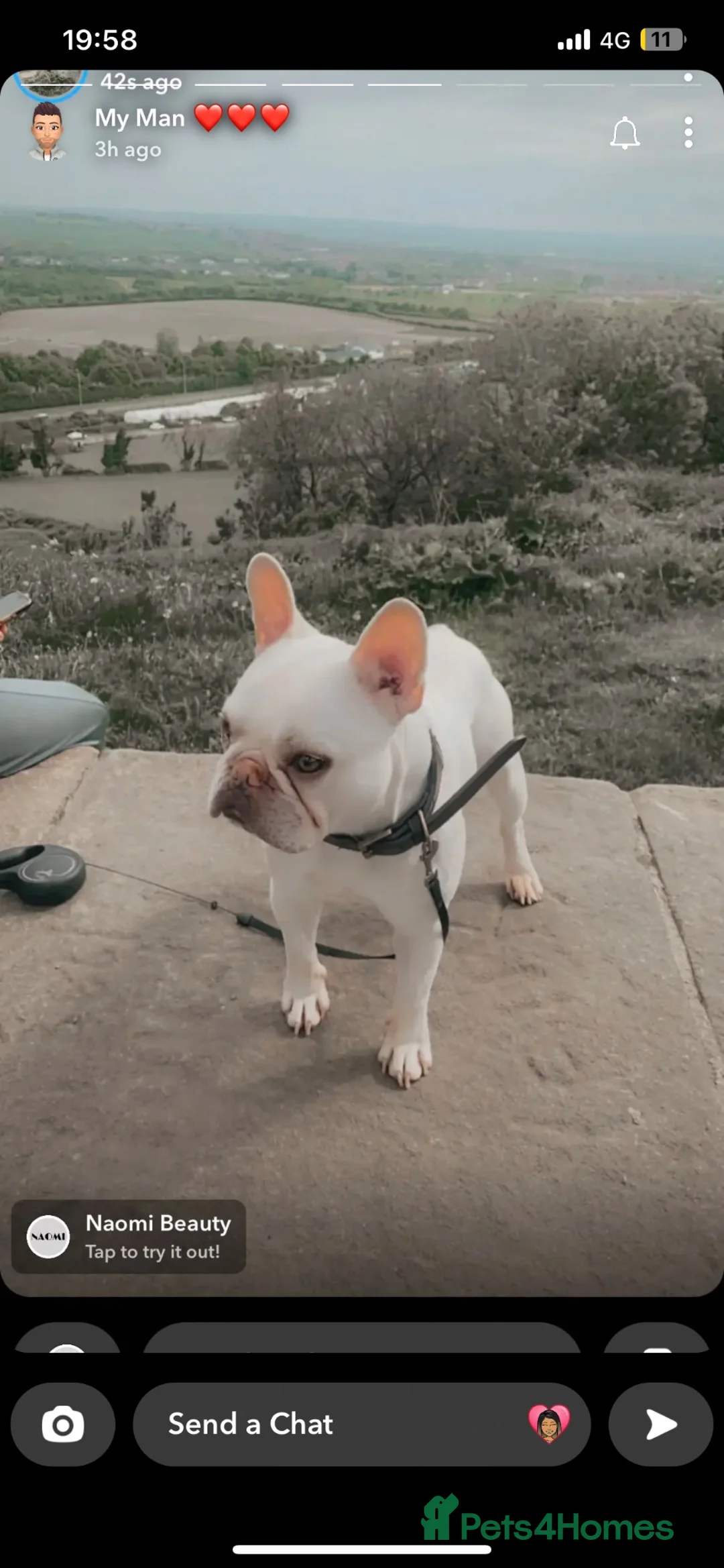 French Bulldog dogs for stud: French bulldog for stud  in Durham - Advert 4