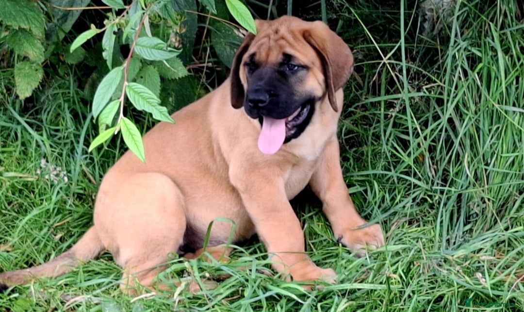 Mastiff dogs for sale: KC English Mastiff puppies READY NOW - Image 13