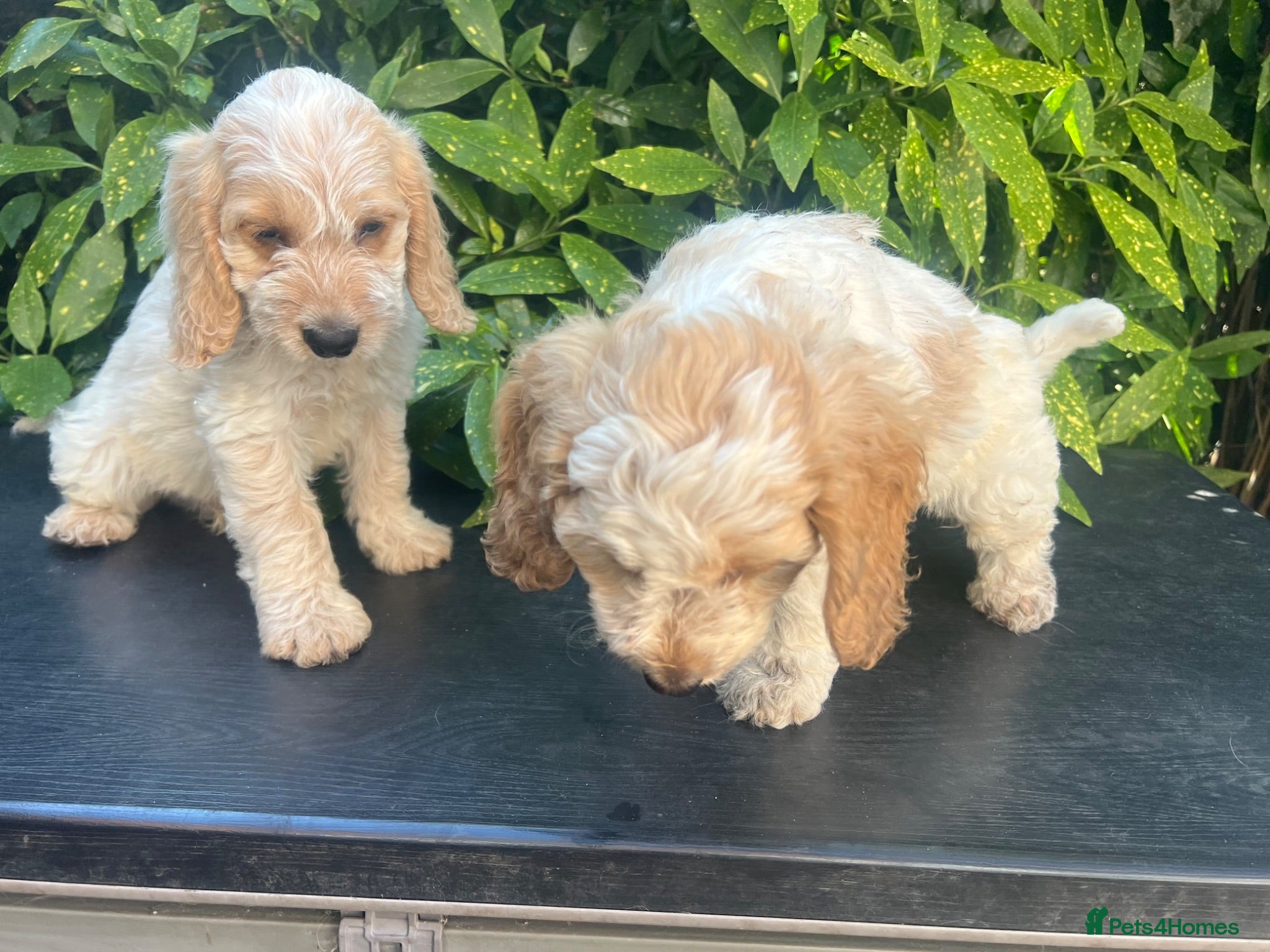 Cockapoo dogs F1 Roan Cockapoo-health tested,full refund guarant - Advert 2