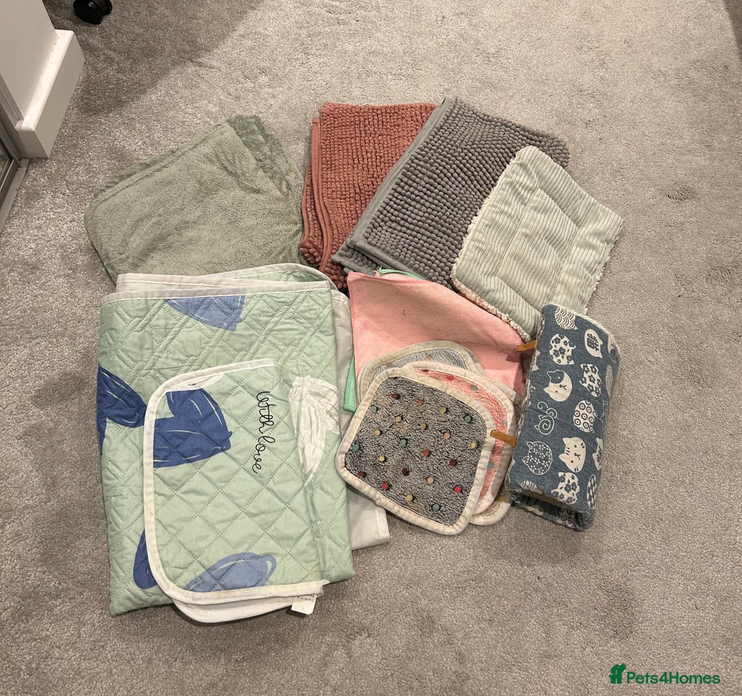 Guinea Pig rodents for sale: 2 Female Guinea Pigs - Advert 10