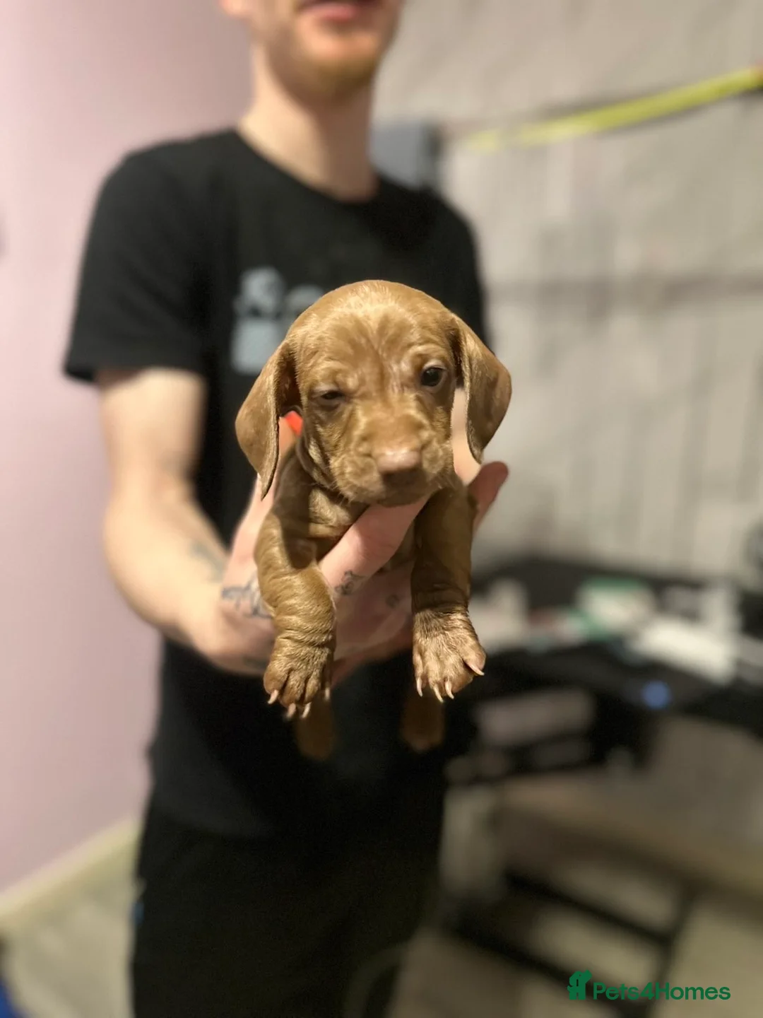 Miniature Dachshund dogs for sale: Miniature dachshund  - Advert 9