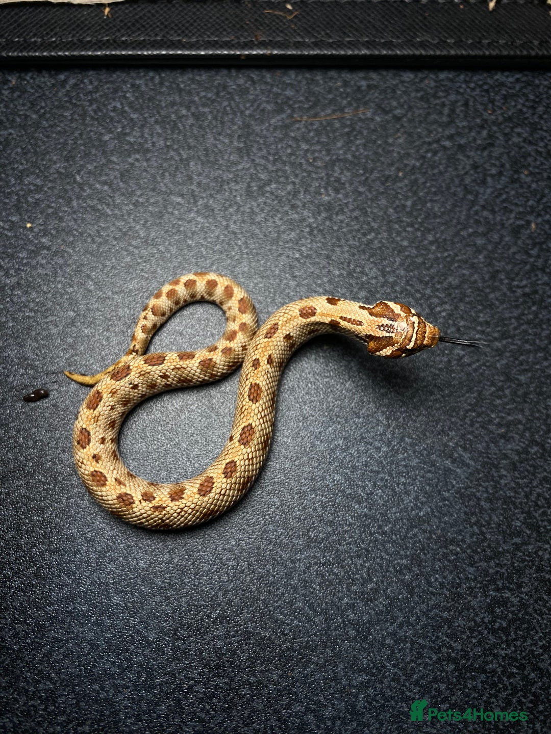 Snake reptiles for sale: Hognose Breeding Pair and Babies - Image 13