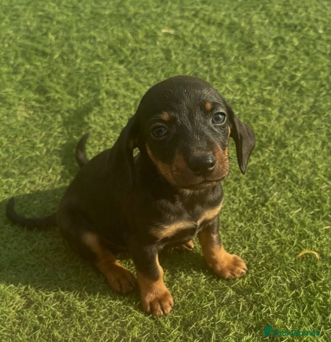 Miniature Dachshund dogs Beautiful miniature Dachshund puppys - Advert 2
