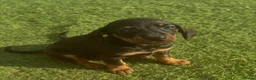 Miniature Dachshund dogs for sale: Beautiful miniature Dachshund puppys in Harlow - Advert 1