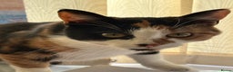 Domestic Shorthair cats for sale: Two 1 year old female cats  - Advert 6