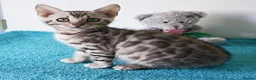Bengal cats for sale: Bengal Rosette Girl Kitten - Advert 3