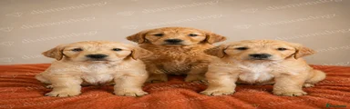 Golden Retriever Puppy 2