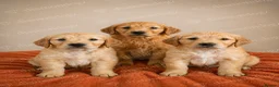 Golden Retriever dogs for sale: Pedigree, correct and health tested Golden puppies - Advert 6