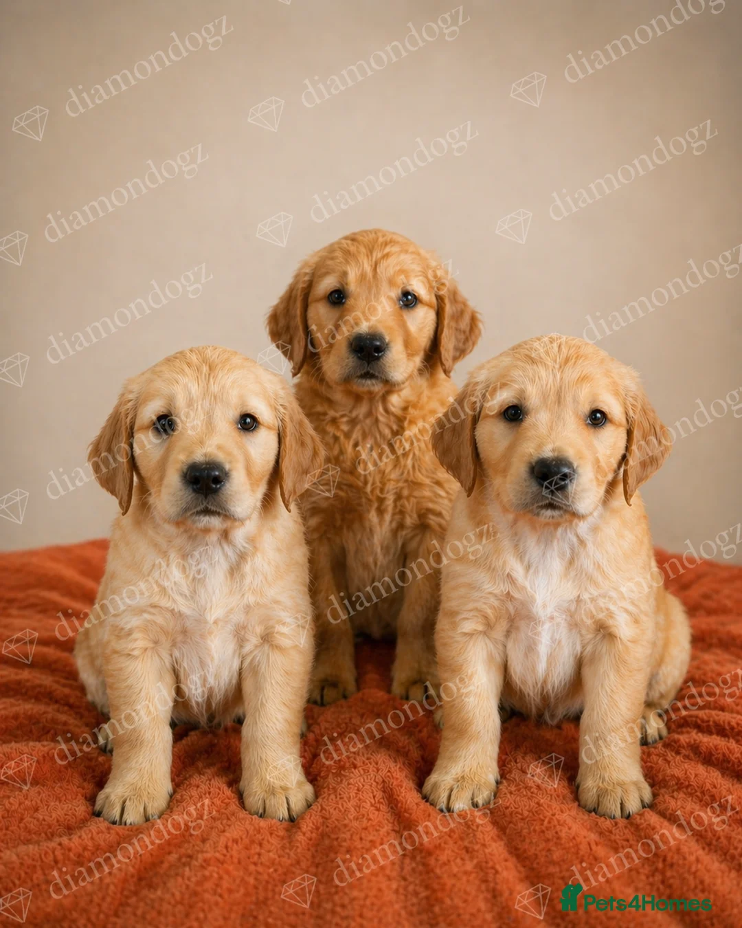 Golden Retriever dogs for sale: Pedigree, correct and health tested Golden puppies - Advert 6