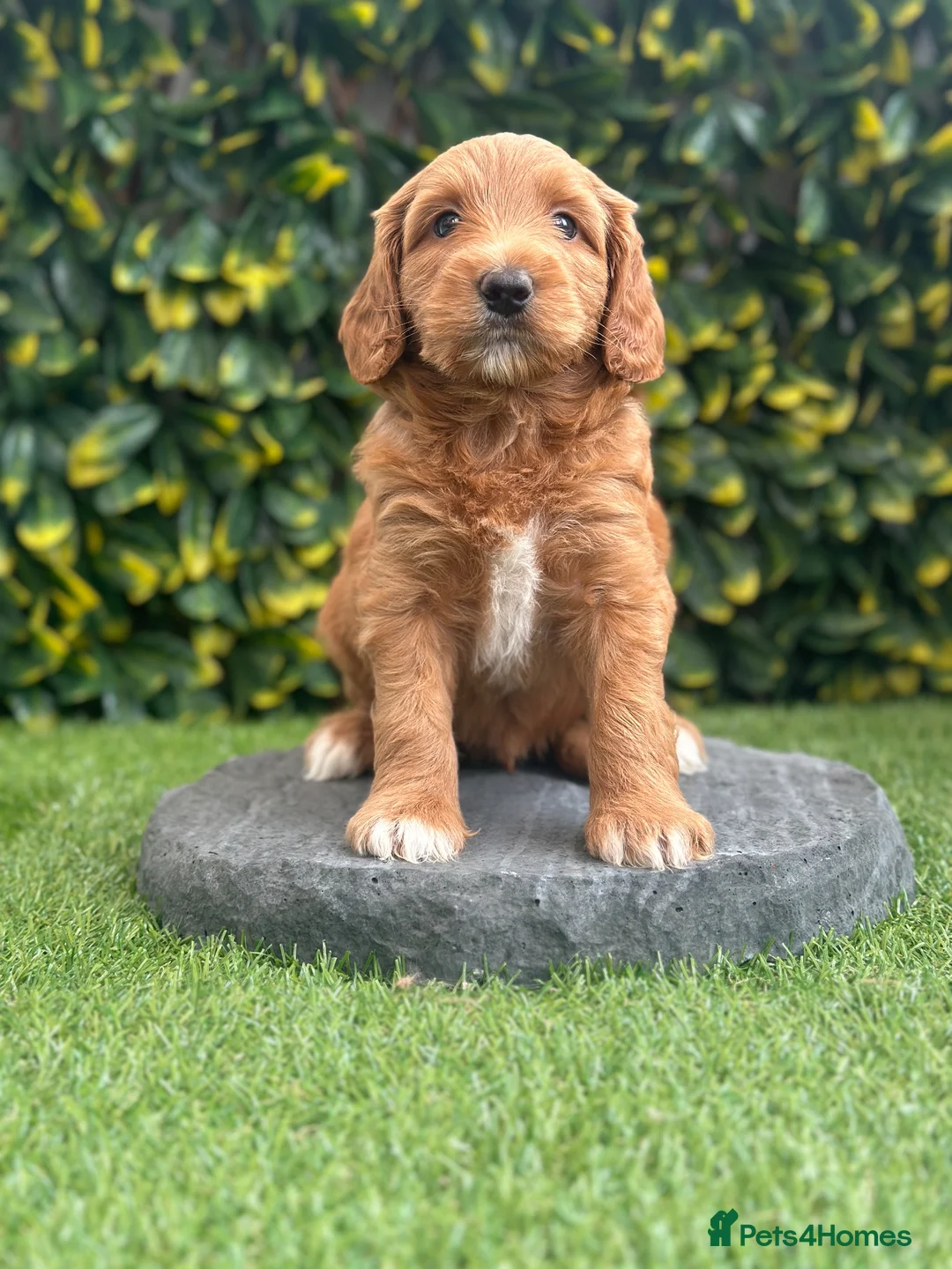Australian Labradoodle dogs for sale: ✨ Superior Australian Labradoodles WALA✨  - Advert 13