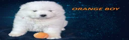 Samoyed dogs for sale: Puppies from three times champion father - Advert 10