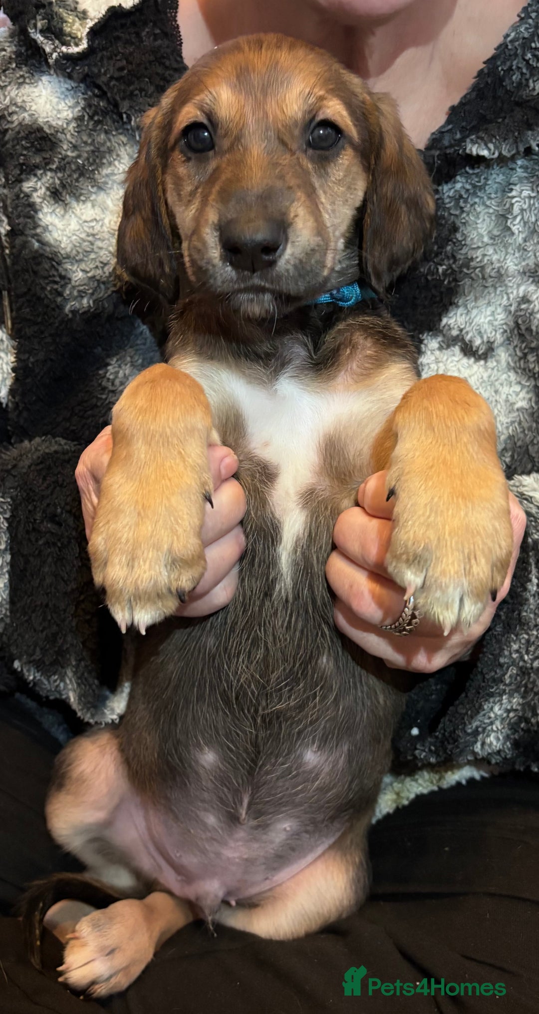 Mixed Breed dogs for sale: SalukiX⭐️ ONLY 4 Left ! READY TO GO  - Advert 16