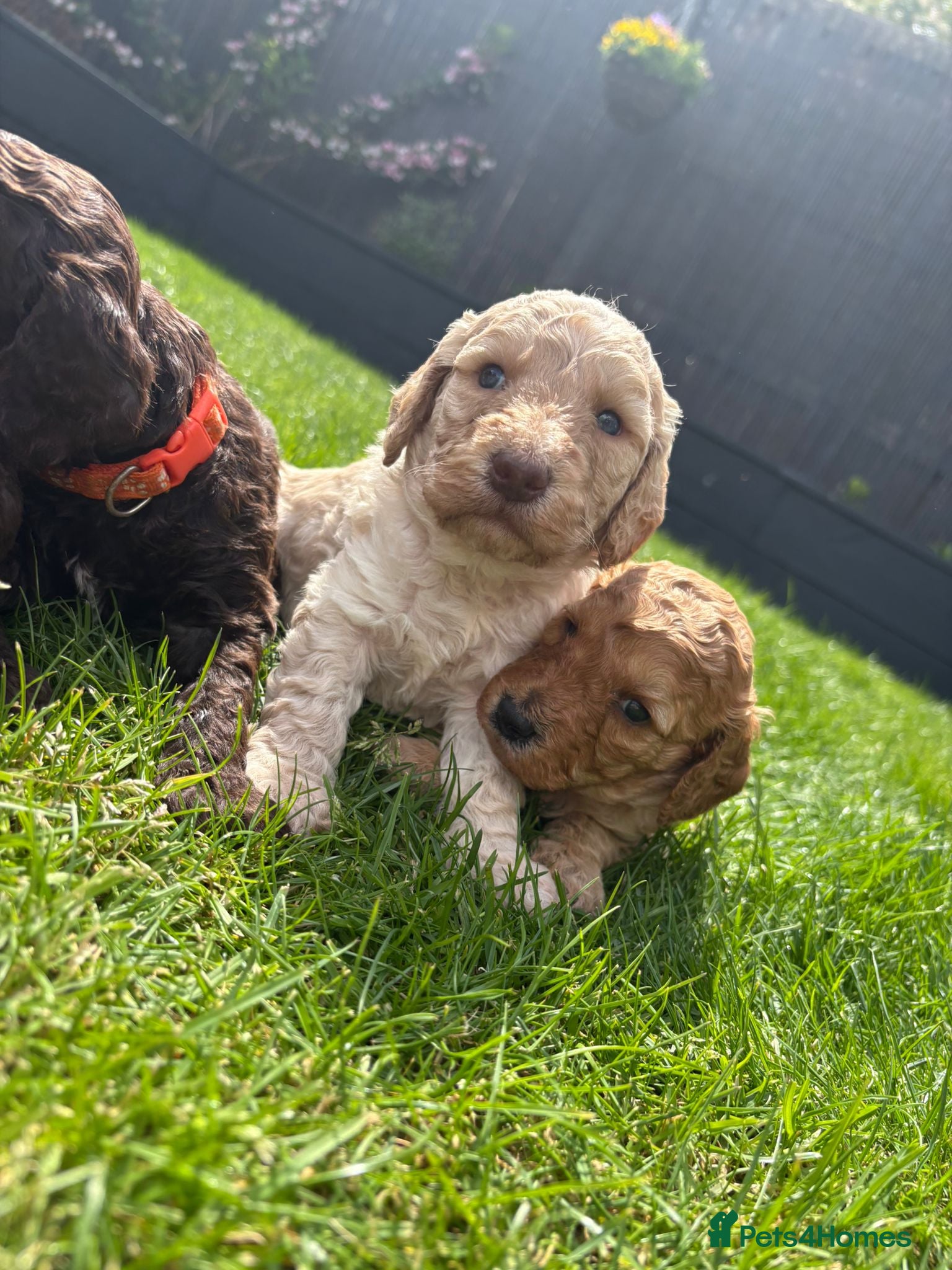 Cockapoo dogs Stunning Cockapoo Puppies looking for loving homes - Advert 2