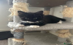 Ragdoll cats for adoption: Cute kitty - Image 5