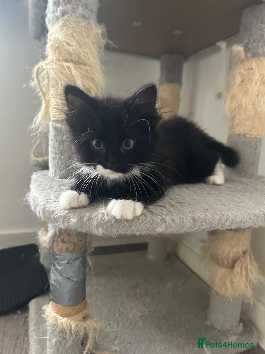 Ragdoll cats for adoption: Cute kitty - Image 5
