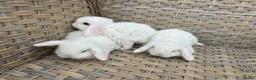 Mini Lop rabbits for sale: Blue eyed white mini lops. - Advert 7