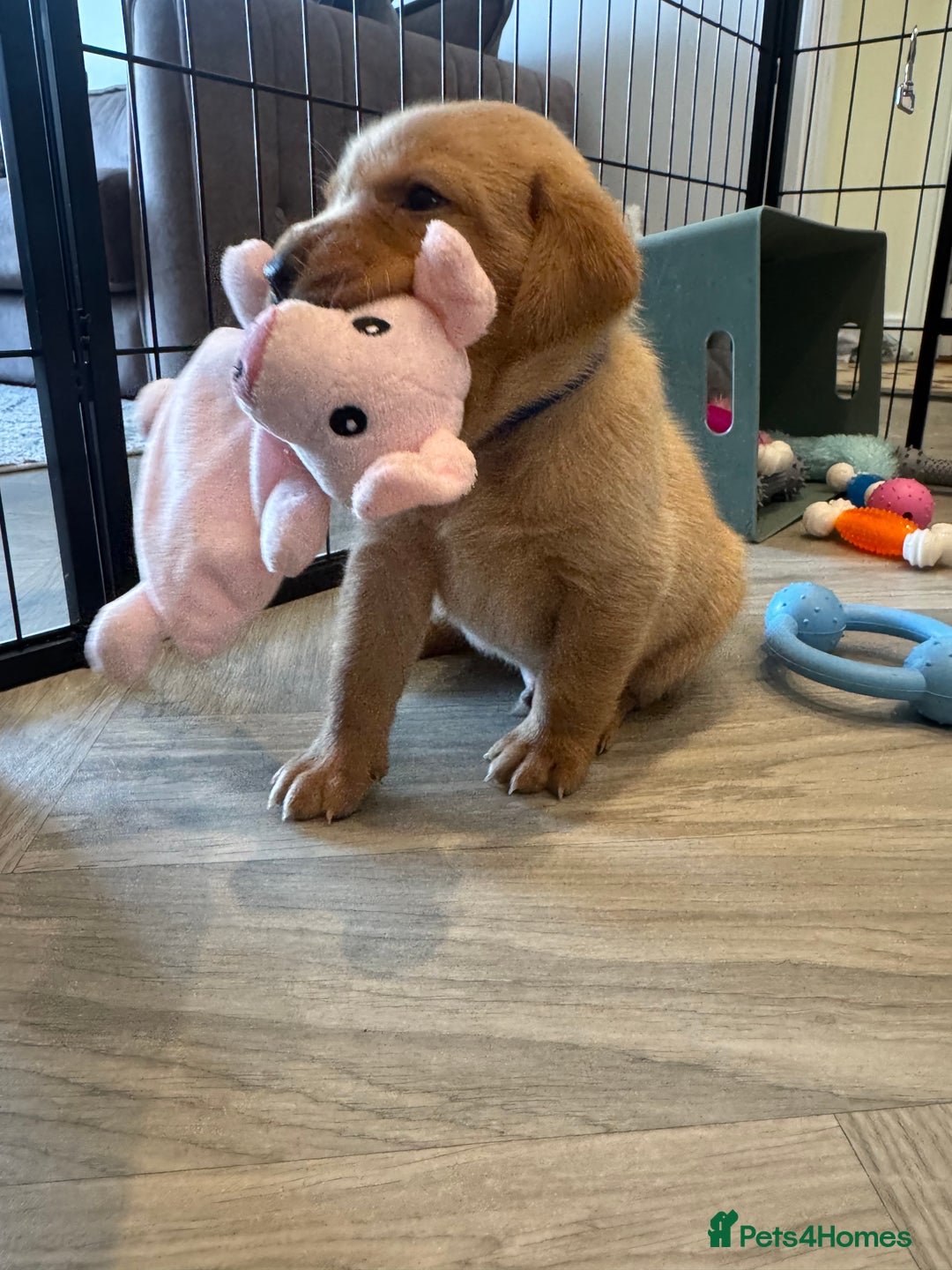 Labrador Retriever dogs for sale: Fox Red Boy  - Image 13
