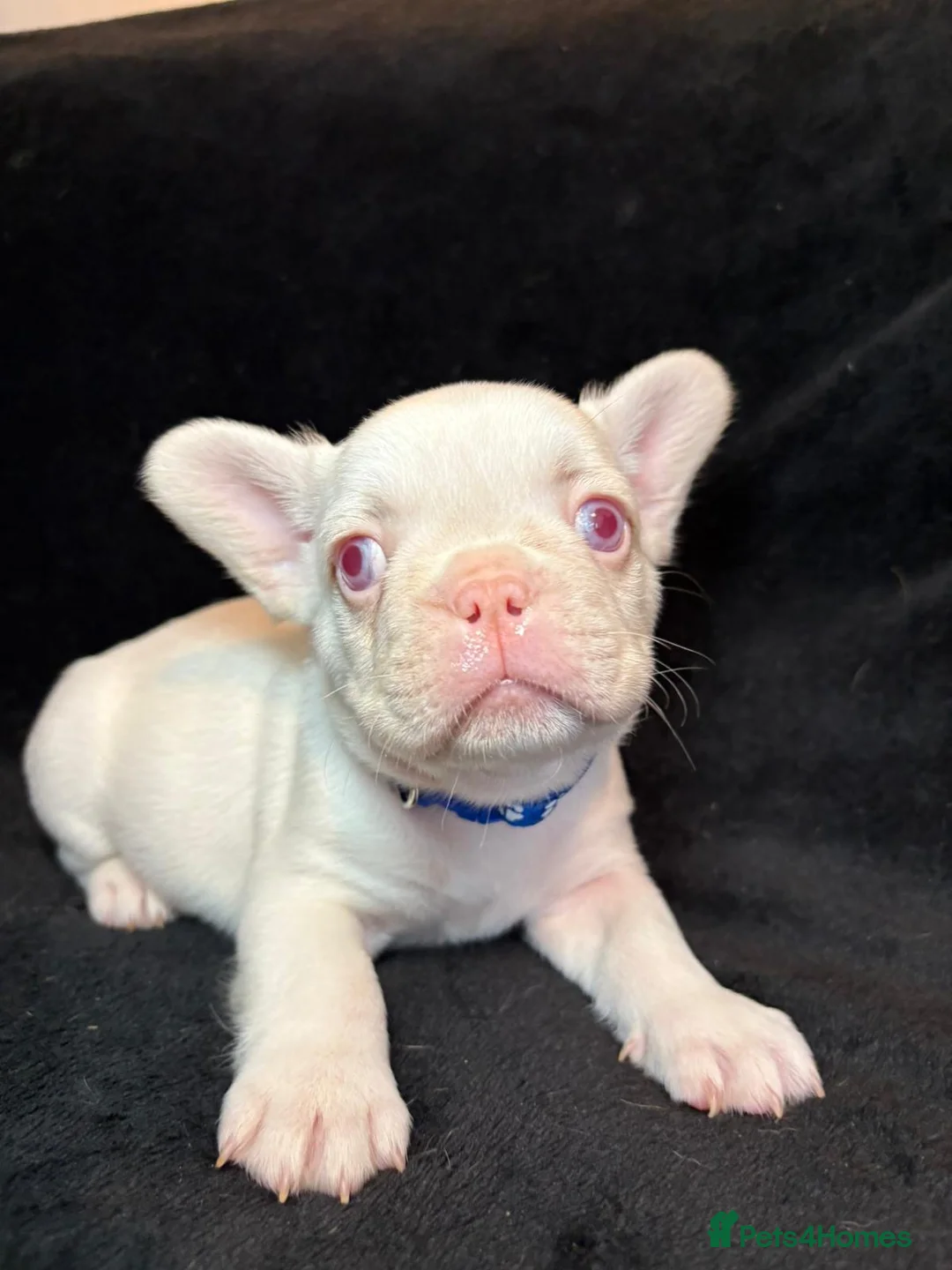 French Bulldog dogs for sale: French Bulldogs - Advert 6