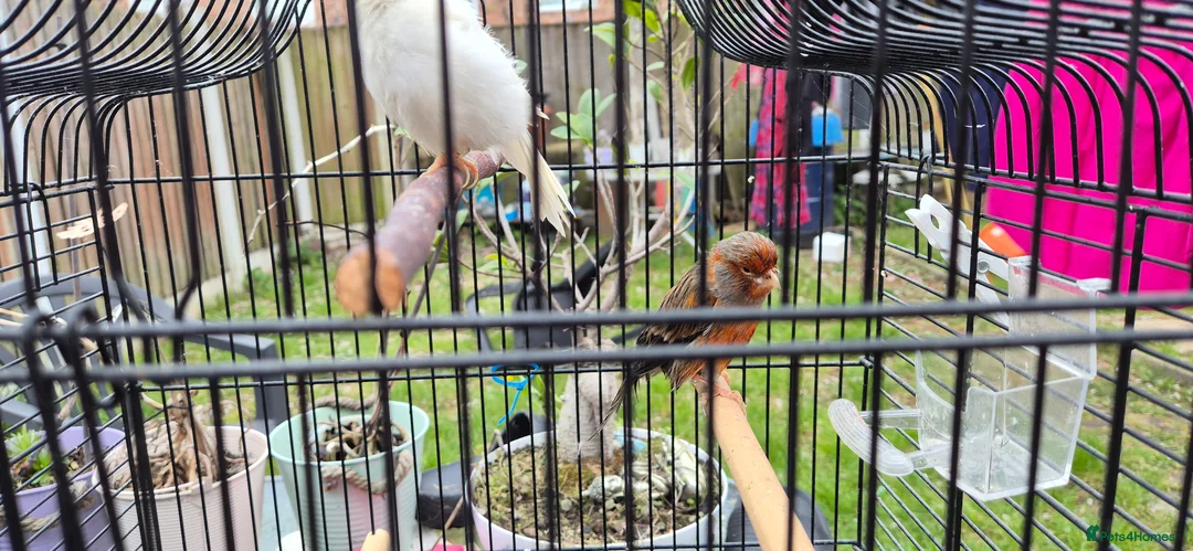 Canaries birds for sale: canaries with beautiful singing in Liverpool - Advert 2