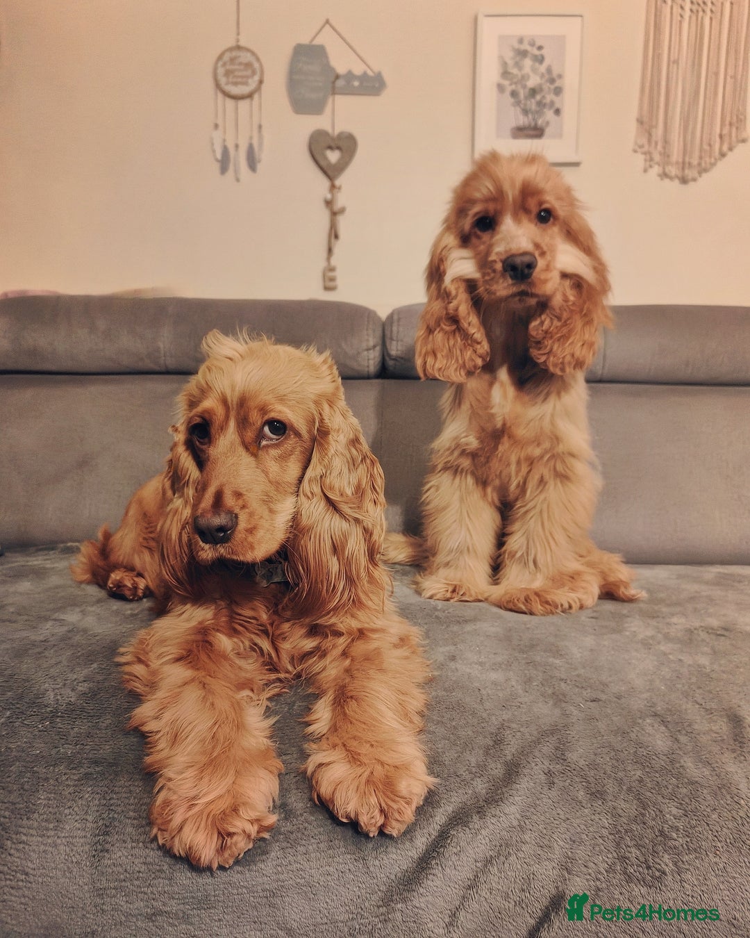 Cocker Spaniel dogs for sale: Two Cocker spaniel dogs. Girl and Boy - Advert 9