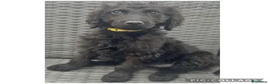 Labradoodle Puppy 8