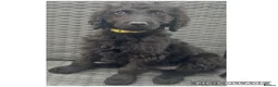 Labradoodle dogs for sale: Chunky health tested f1bb standard labradoodles  - Advert 28