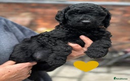 Labradoodle dogs for sale: Labradoodle puppies - Ready for forever homes now - Image 36